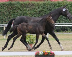 broodmare Cinderella (Westphalian, 2002, from Casparino)