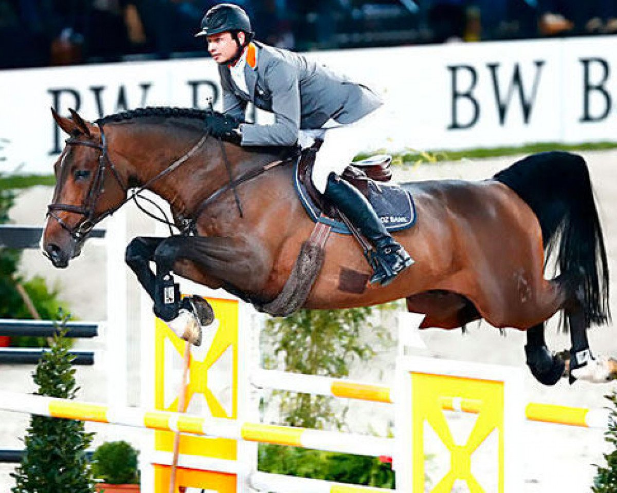 stallion Spartacus TN (Hanoverian, 2003, from Stakkato)
