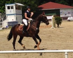 jumper Loona 21 (Czech Warmblood, 1997)