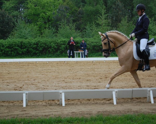 stallion Nancho's Highlight (German Riding Pony, 2009, from Heidbergs Nancho Nova)