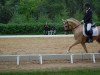 stallion Nancho's Highlight (German Riding Pony, 2009, from Heidbergs Nancho Nova)