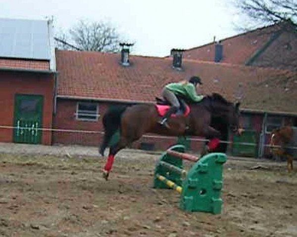 Pferd Sloopey (Mecklenburger, 1990, von Salust)