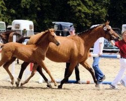 broodmare Olivia XVIII (Holsteiner, 1999, from Coriano)