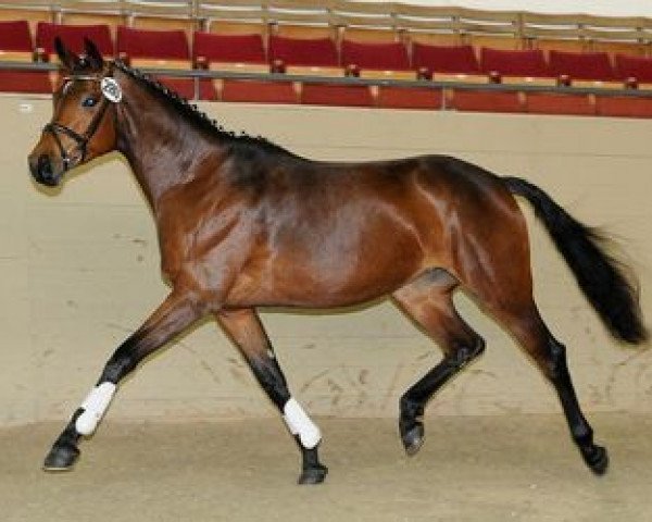 broodmare Arosa (Trakehner, 2010, from Perechlest)