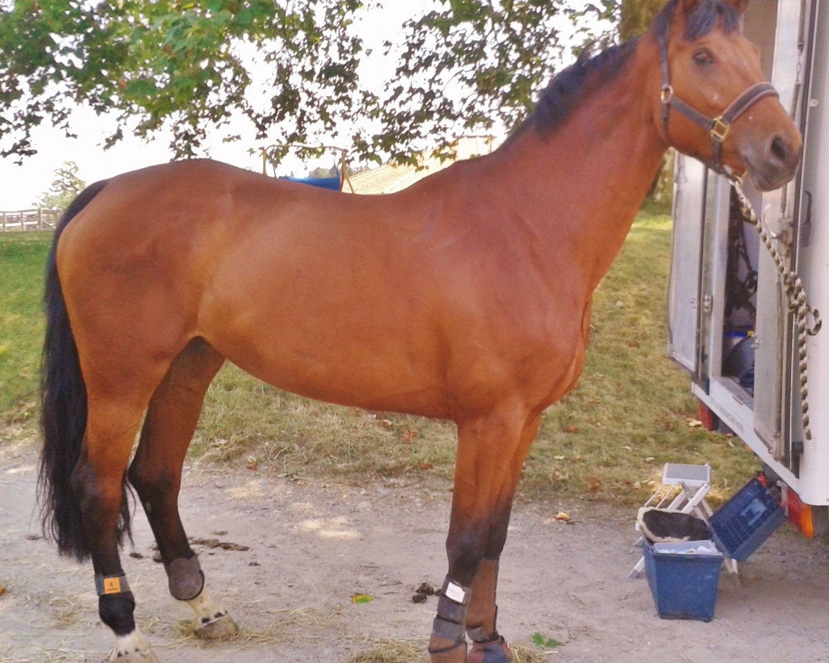 Zuchtstute Wina (Deutsches Sportpferd, 2006, von Ruben As)