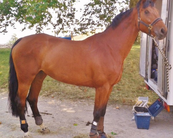 broodmare Wina (German Sport Horse, 2006, from Ruben As)