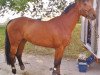 broodmare Wina (German Sport Horse, 2006, from Ruben As)