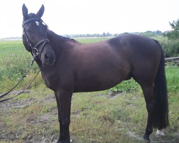 Springpferd Nemo (Deutsches Reitpony,  , von Namao)