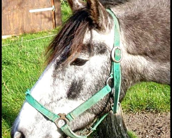 Springpferd Noccona (Deutsches Reitpony, 2002, von Namao)