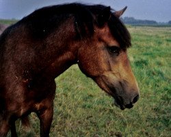 Springpferd Nasty Girl (Deutsches Reitpony, 2002, von Namao)