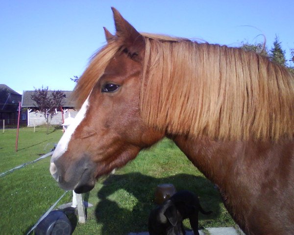 Springpferd Nanea (Deutsches Reitpony, 2002, von Namao)