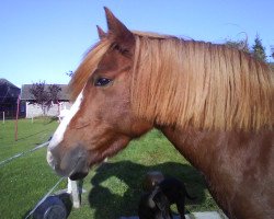 jumper Nanea (German Riding Pony, 2002, from Namao)