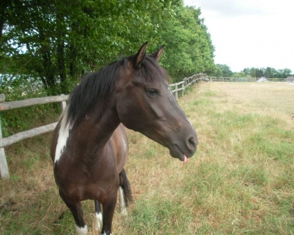 broodmare Nessaia (German Riding Pony, 2006, from Namao)