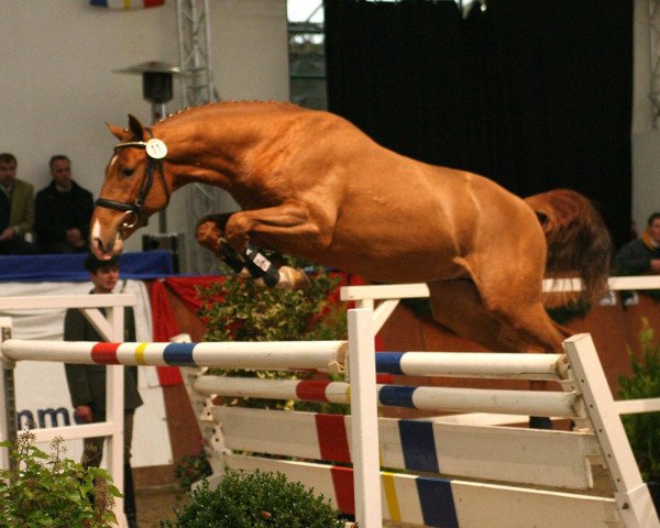 jumper Hengst von Cero I (Mecklenburg, 2006, from Cero)