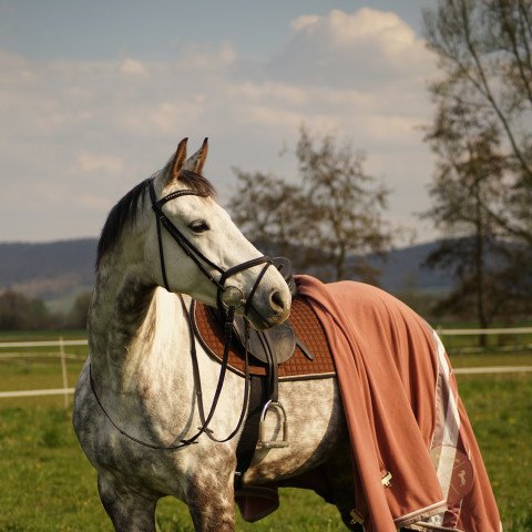 jumper Golden Sunrice (German Sport Horse, 2013, from Cerousi)