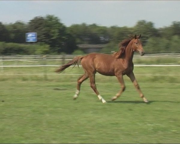 Pferd Don Caruso (Rheinländer, 2011, von Donquestador)