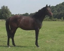 dressage horse Diorissimo (Rheinländer, 2010, from Diarado)