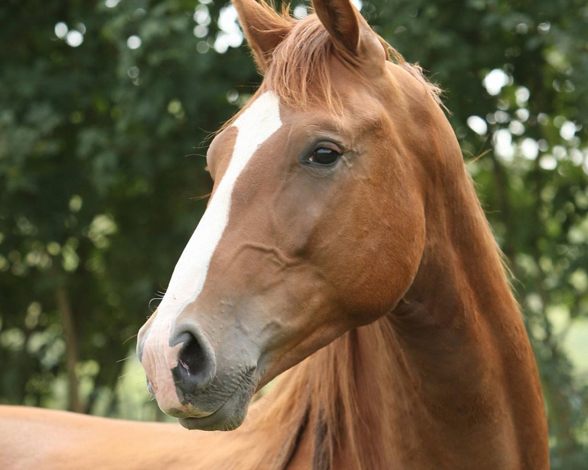dressage horse Imperial (Rhinelander, 2010, from Imperio 3)
