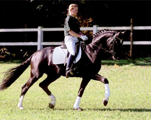 stallion Daramis (Hanoverian, 2000, from De Niro)