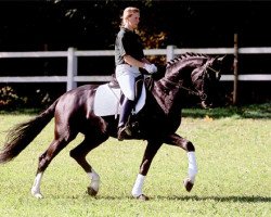 stallion Daramis (Hanoverian, 2000, from De Niro)