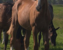 broodmare Elfendream (Oldenburg, 2012, from De Niro)