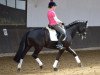 broodmare Hoya 5 (Hanoverian, 2007, from Hofrat)