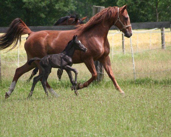 broodmare Sanny (Hanoverian, 2008, from Stakkato)