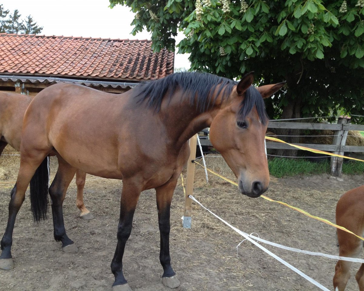 Zuchtstute Rubina (Hannoveraner, 2008, von Royal Blend)