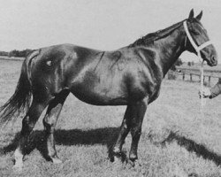 broodmare Dombucht (Hanoverian, 1953, from Dominus)