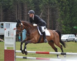 jumper Candic Cooper (Hanoverian, 2007, from Carving)