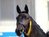 dressage horse Holdbori Hotzenplotz (Westphalian, 2008, from Hofrat)