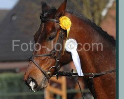 jumper Maverick 106 (Hanoverian, 2000, from Metternich)