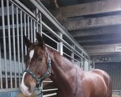 dressage horse Fabiano 83 (Westphalian, 2006)