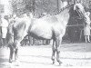stallion Günstling (Westphalian, 1963, from Grünspecht)