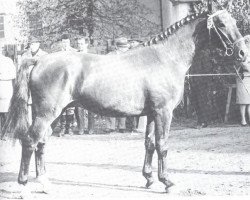 Deckhengst Günstling (Westfale, 1963, von Grünspecht)