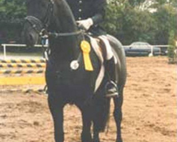 stallion Giacomo (Hanoverian, 1988, from Grannus)