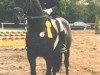 stallion Giacomo (Hanoverian, 1988, from Grannus)