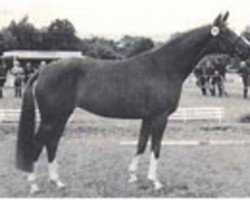 broodmare Weltfee (Hanoverian, 1993, from Weltmeyer)