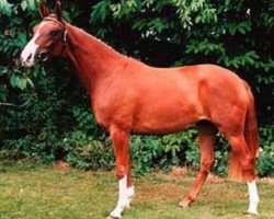 broodmare Draginia (Hanoverian, 1997, from De Niro)