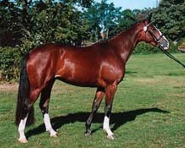 broodmare Miss Moonshine (Hanoverian, 2001, from Münchhausen)