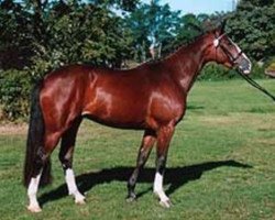 broodmare Miss Moonshine (Hanoverian, 2001, from Münchhausen)