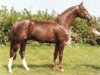 stallion Parademarsch II (Westphalian, 1985, from Paradox I)