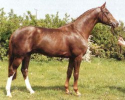 stallion Parademarsch II (Westphalian, 1985, from Paradox I 1697)