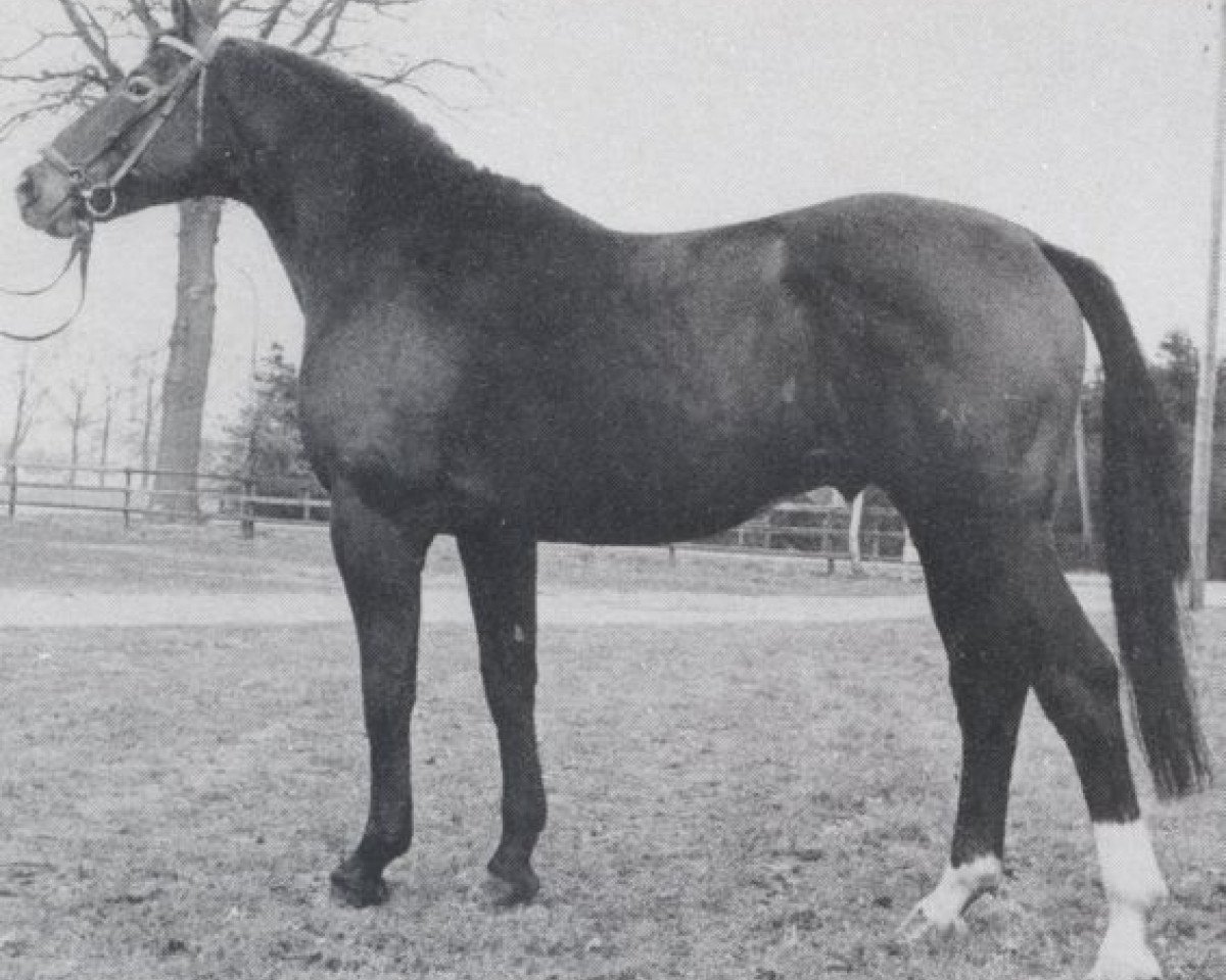 Deckhengst Domloewe (Oldenburger, 1971, von Don Carlos 4088)