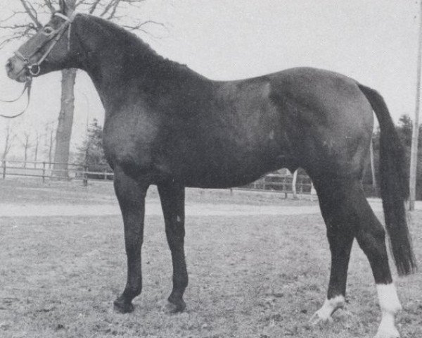 stallion Domloewe (Oldenburg, 1971, from Don Carlos 4088)