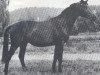 stallion Donaustrom (Trakehner, 1970, from Morgenglanz)