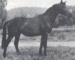 Deckhengst Donaustrom (Trakehner, 1970, von Morgenglanz)