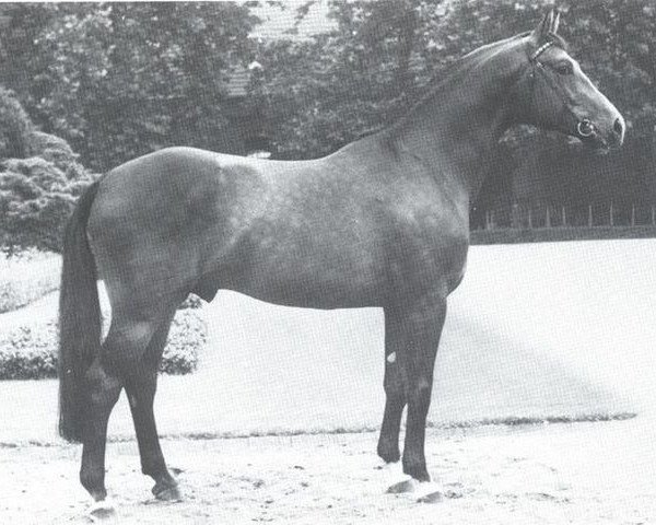 stallion Francisco I (Westphalian, 1981, from Frühlingsball)