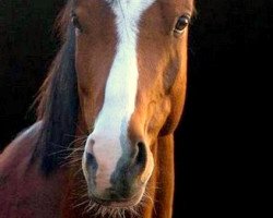 Dressurpferd Gründleinshof's Kyrill (Deutsches Reitpony, 2007, von Frankenhoeh's Kir Royal)