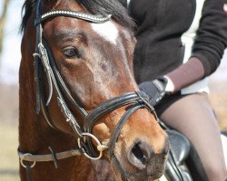 broodmare Belle Amour 2 (German Sport Horse, 2008, from Simonetti)